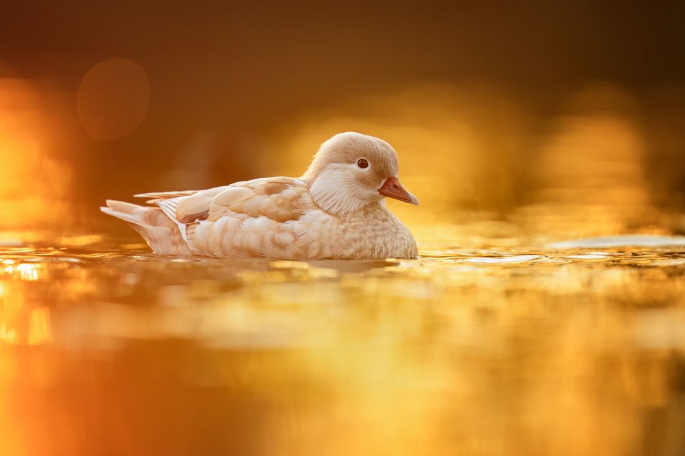 Photograph by Tímea Ambrus