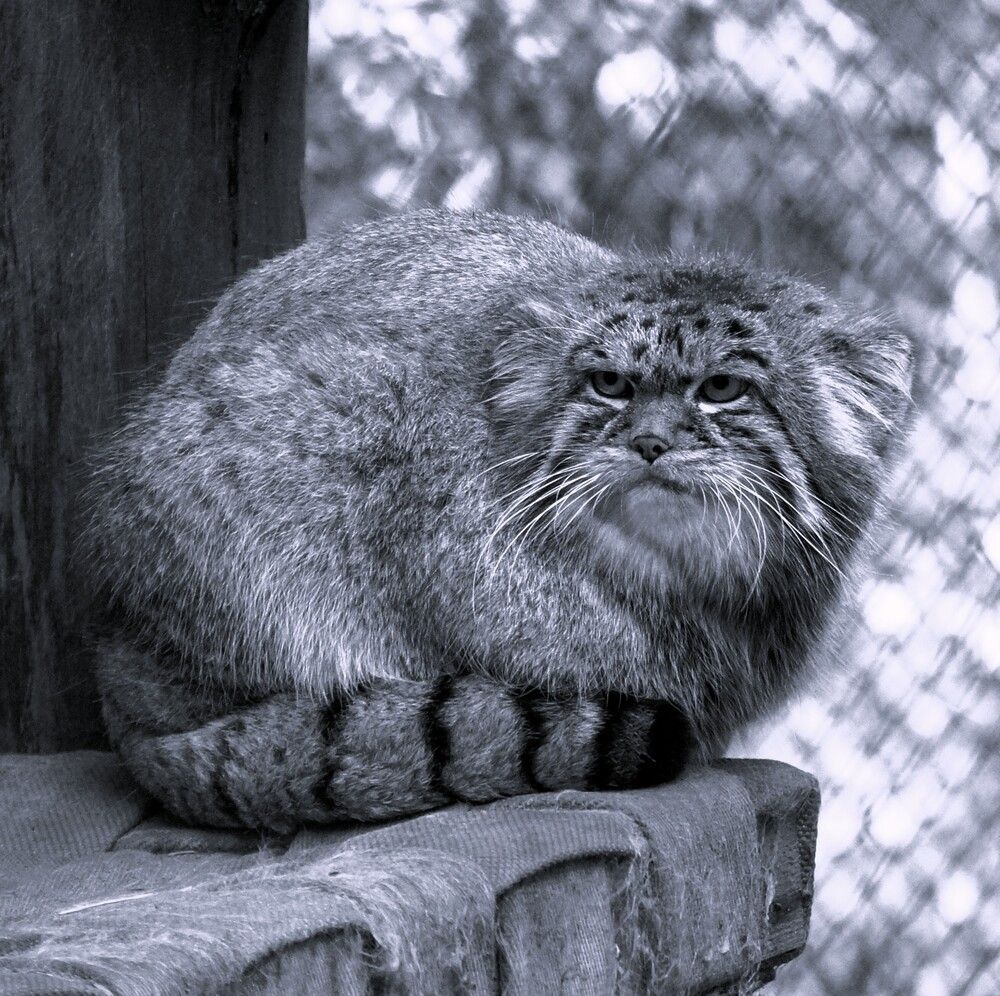 Мех манула - самый пушистый и густой среди кошачьих, обычно серого цвета