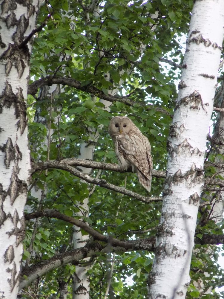 Photograph by Мария Гостева