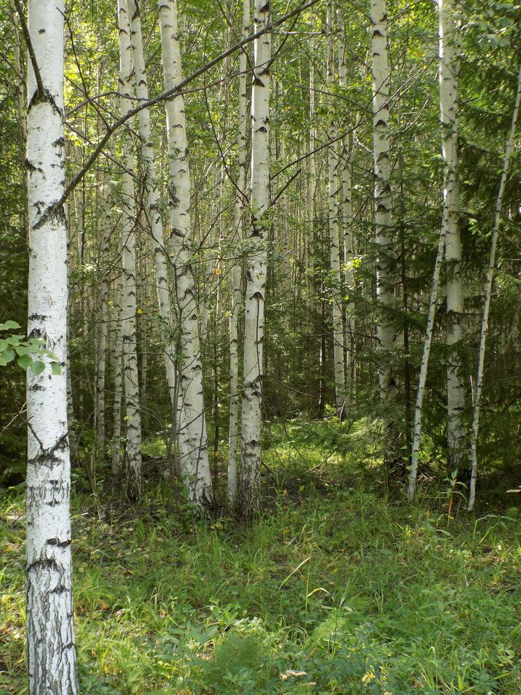 Photograph by Мария Гостева