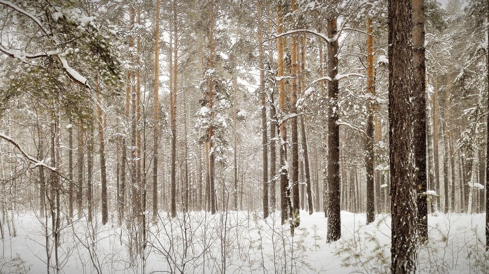 Photograph by Александр Лунин