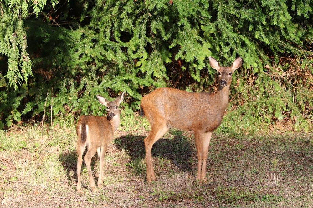 Mama and baby deer