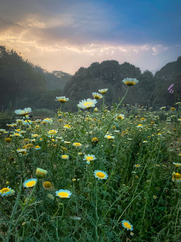 Photograph by Md. Farhan Rahman