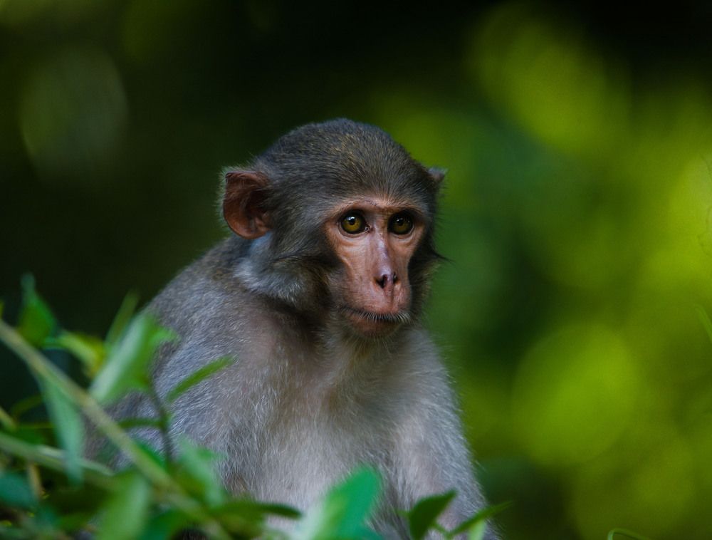 Photograph by Shakti brata Bhattacharjee