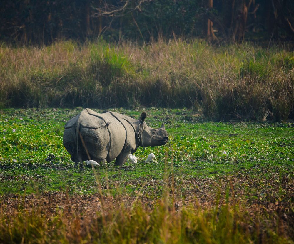 Photograph by Shakti brata Bhattacharjee