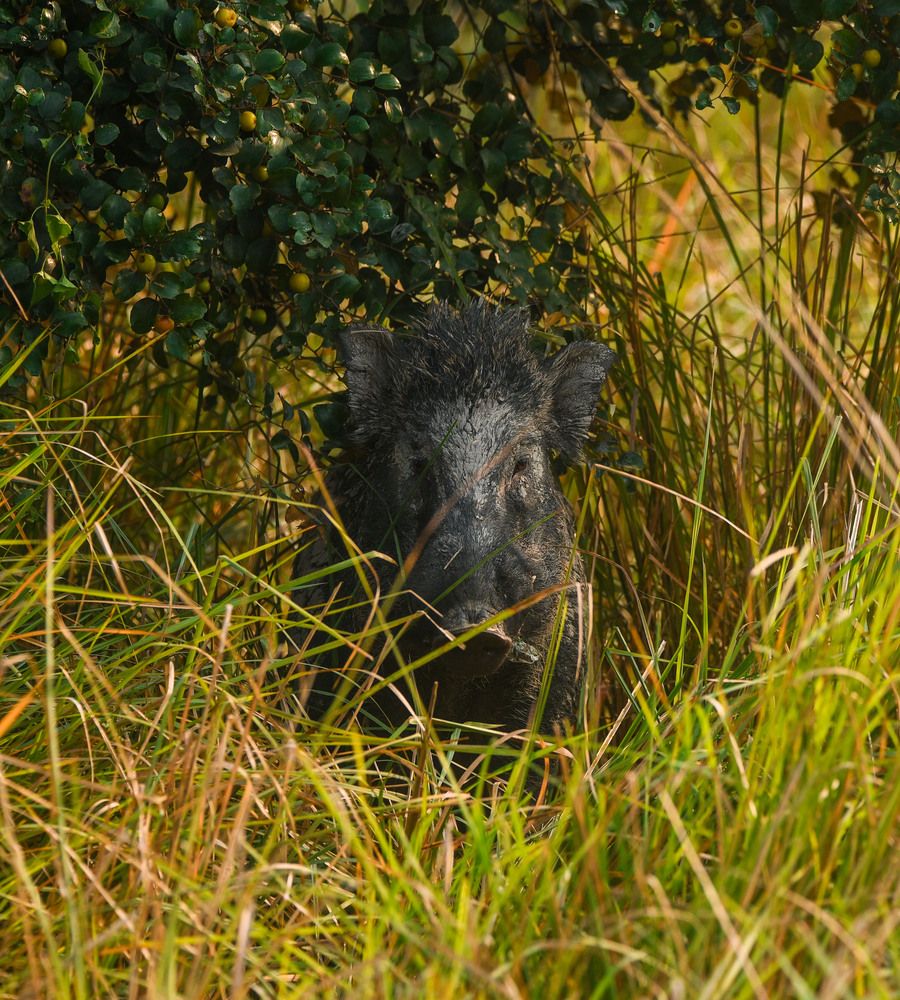 Photograph by Shakti brata Bhattacharjee