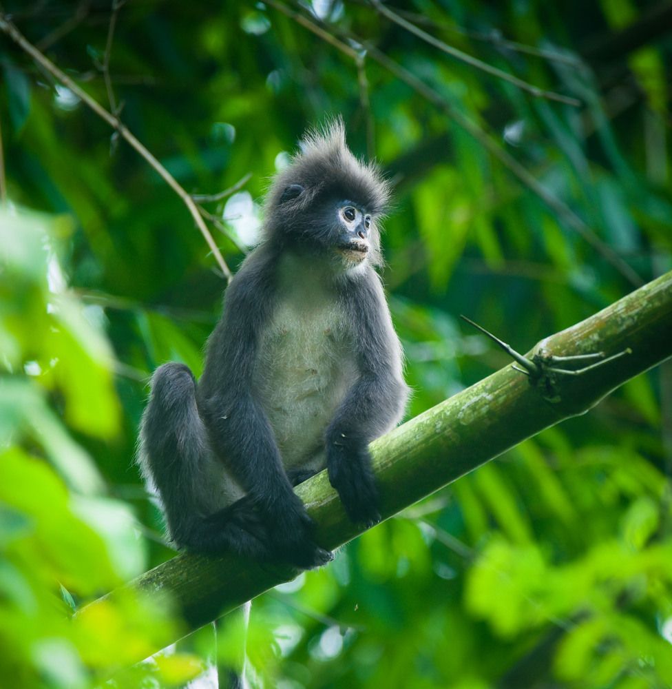 Photograph by Shakti brata Bhattacharjee