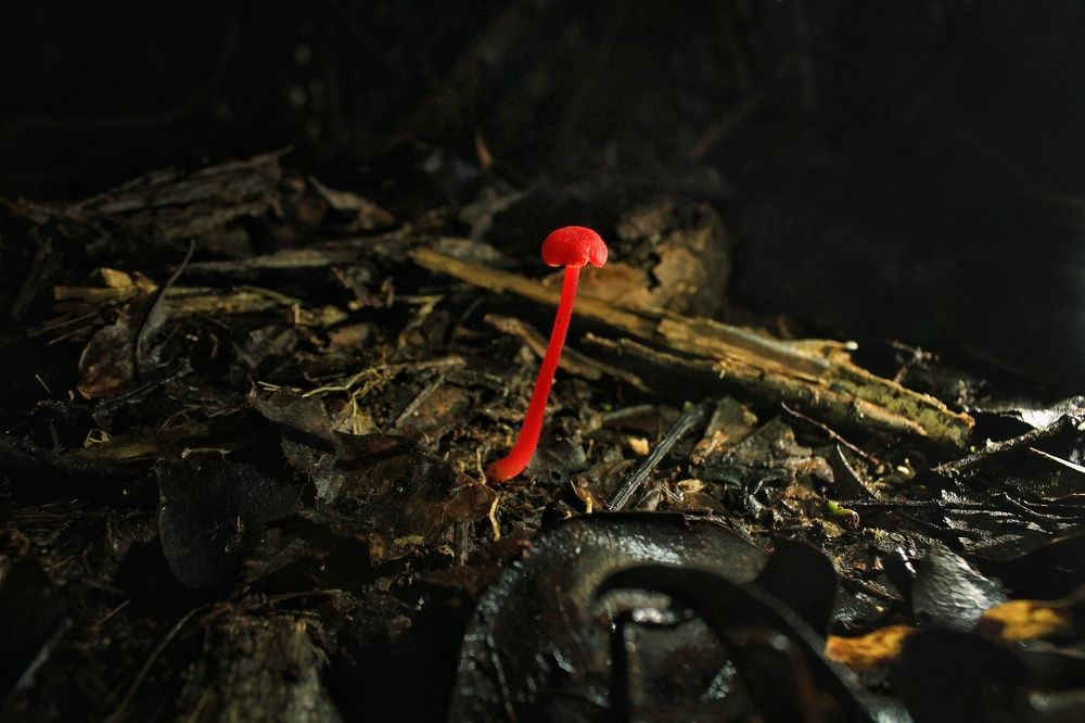 red mushroom