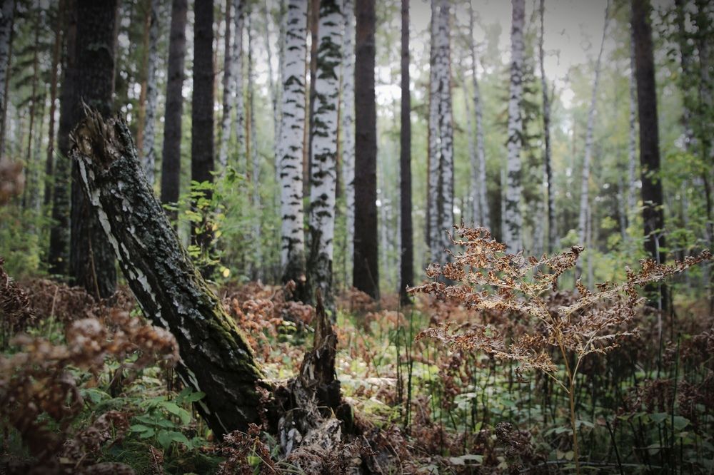 Photograph by Александр Лунин