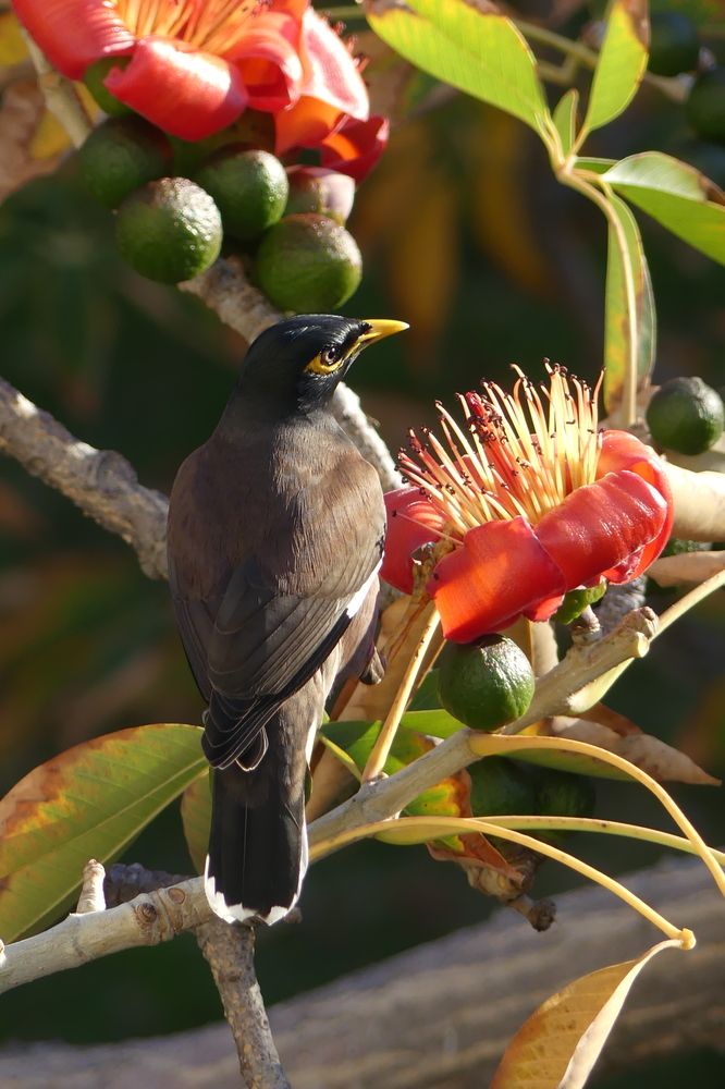 Everything around the Bird