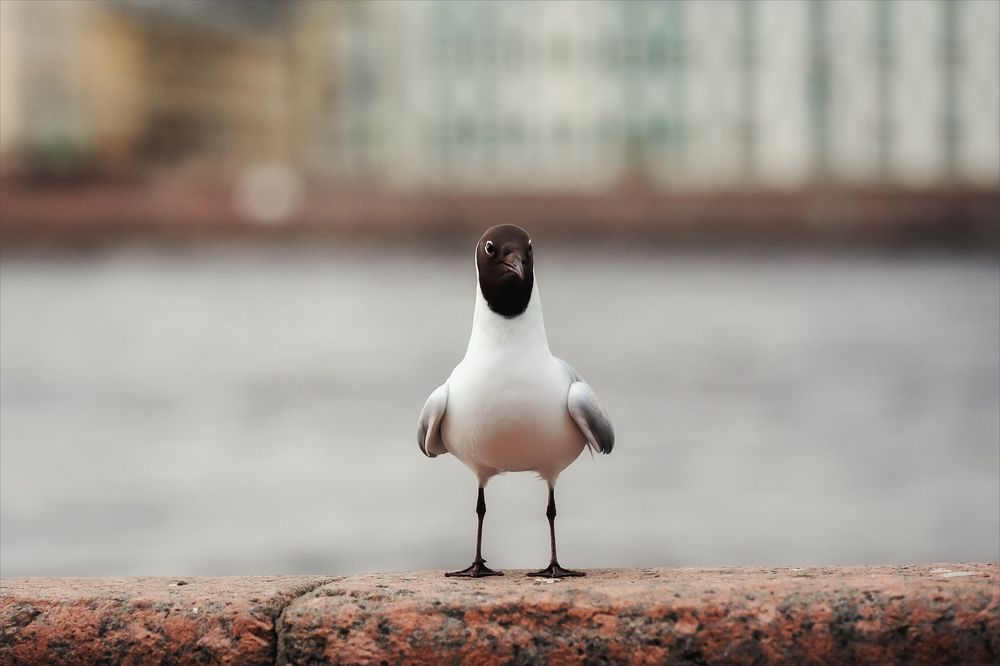 Photograph by Игорь Майоров