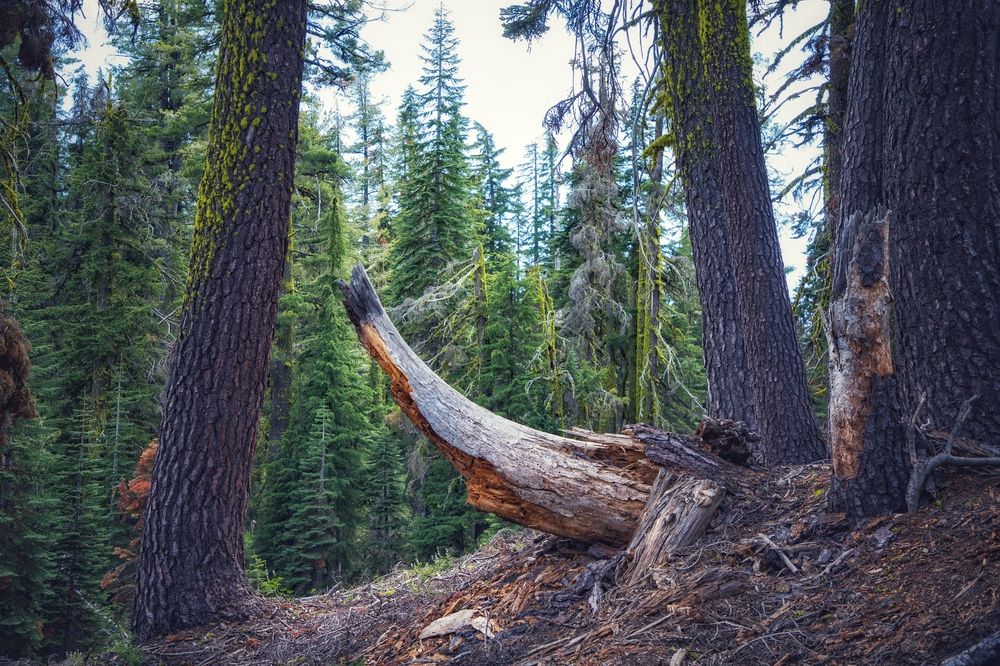 Фотография автора Andrey Pereverzev