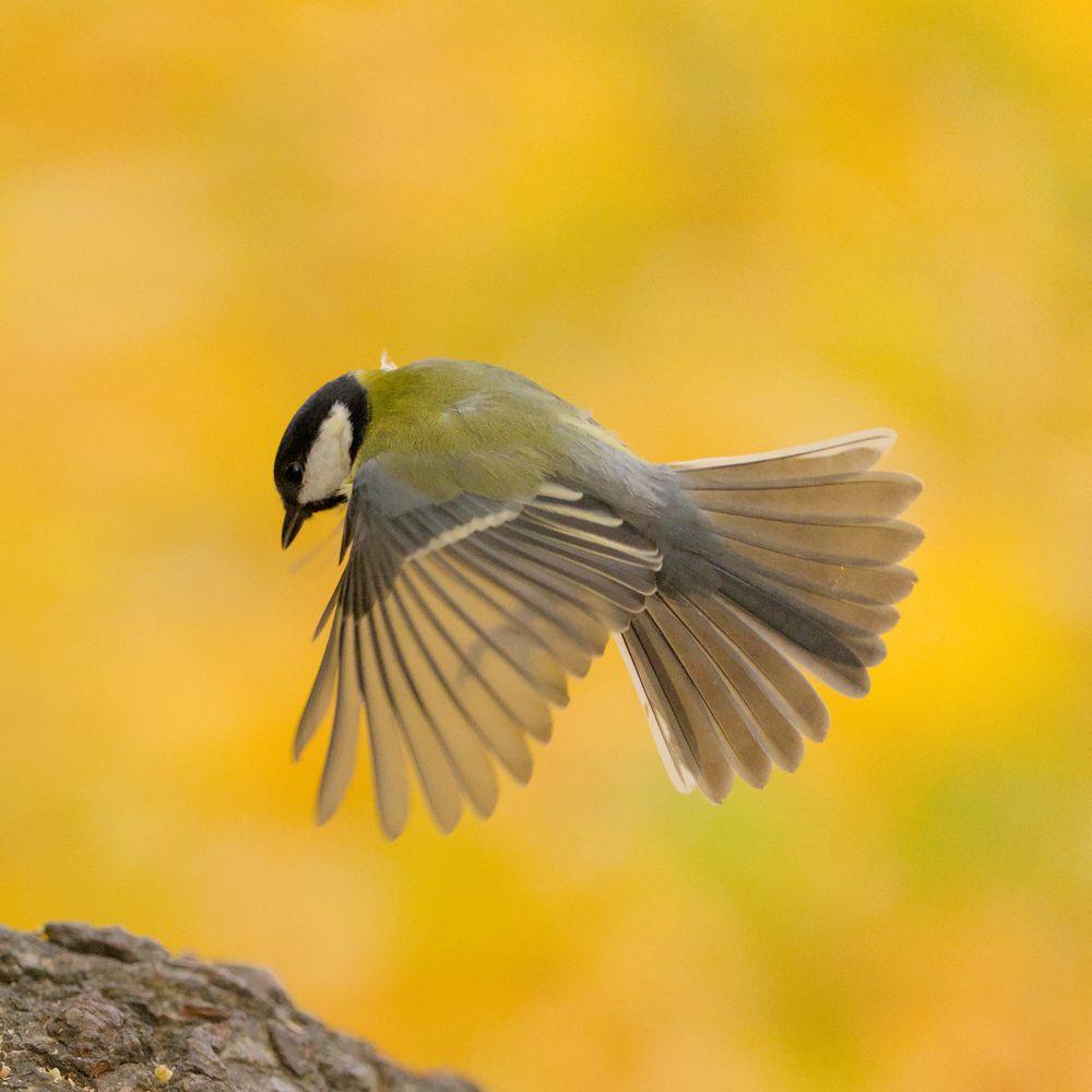 Большая синица