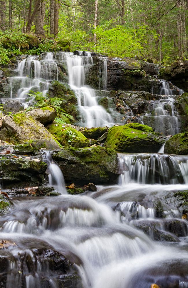 В дебрях уссурийской тайги.