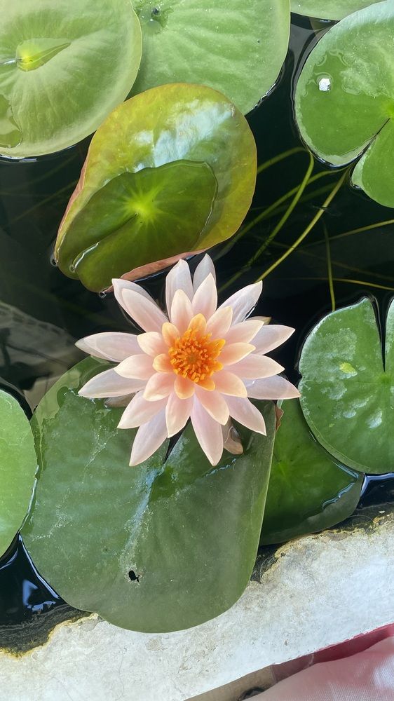 Photograph by Jennie Villaflores