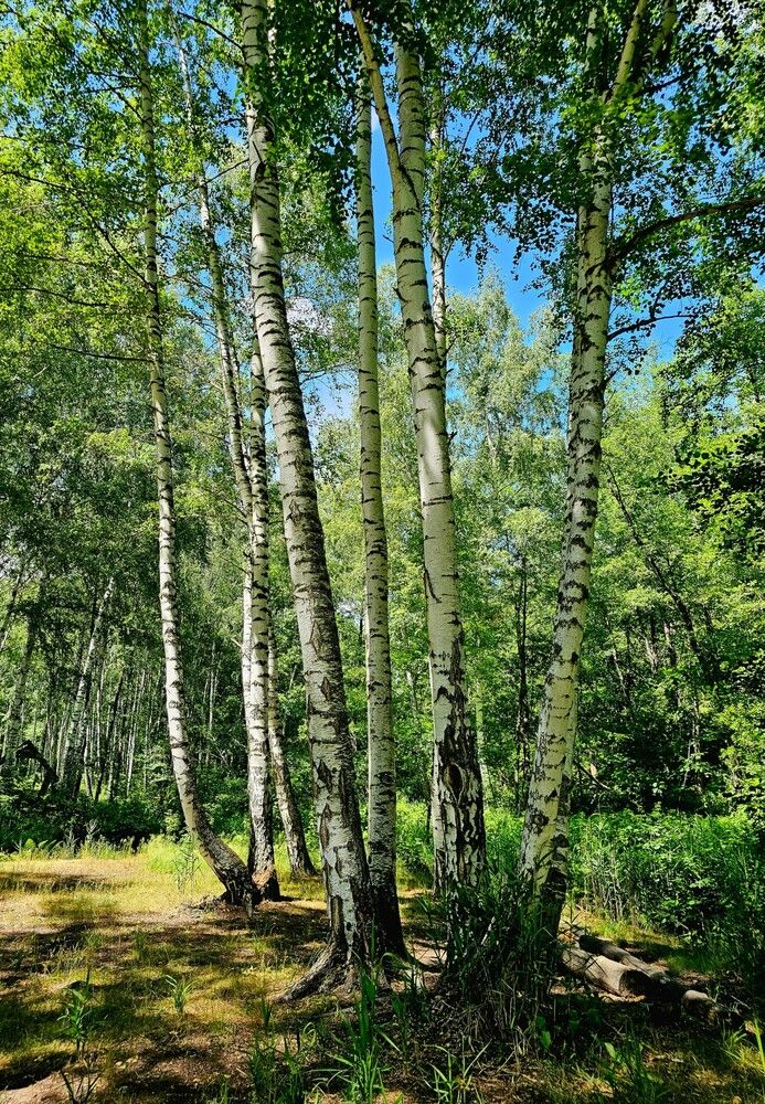 Родные березки