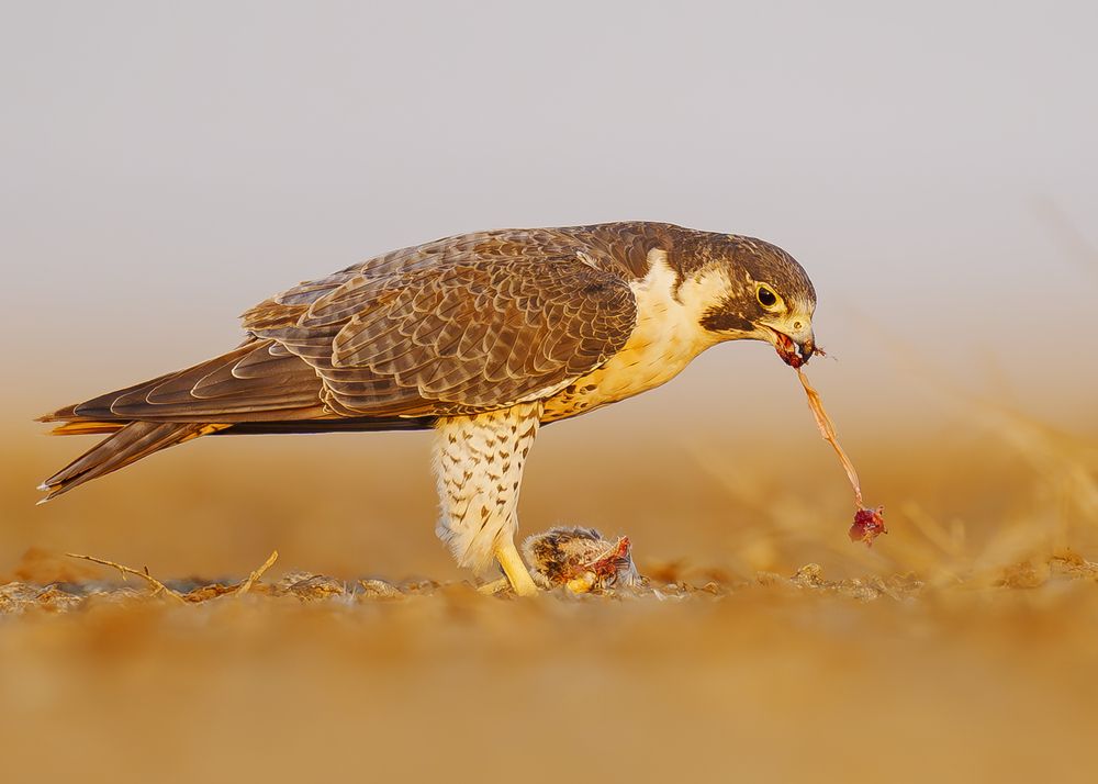 Sky Predator’s Feast: The Peregrine’s Precision