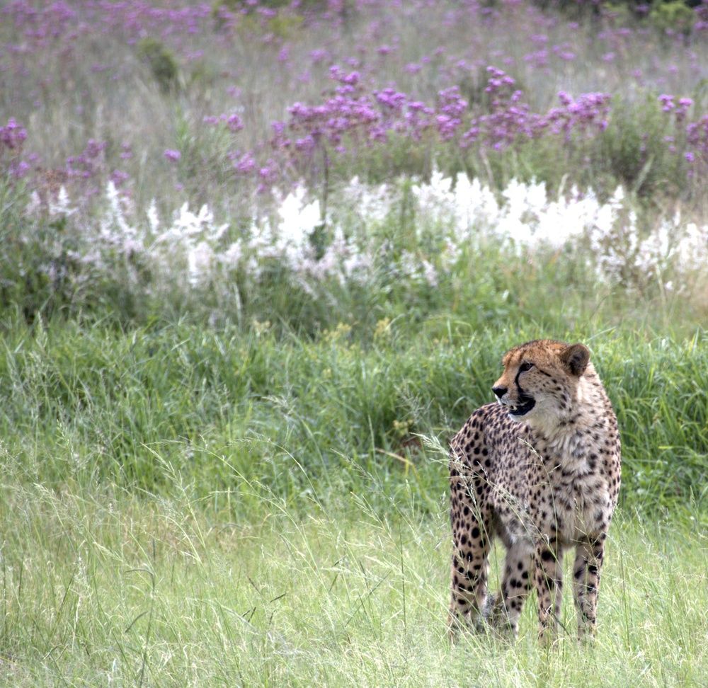 Photograph by Nieklas Van Zyl