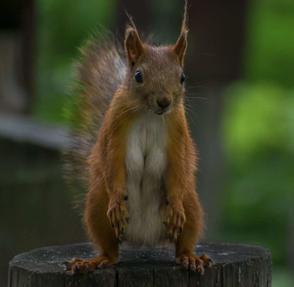 В ожидании орешков