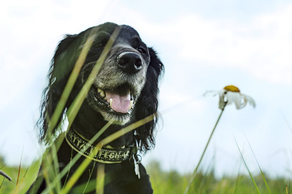 Кузеька. Моя любовь, моя душа.