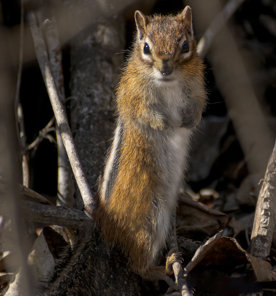Азиатский бурундук