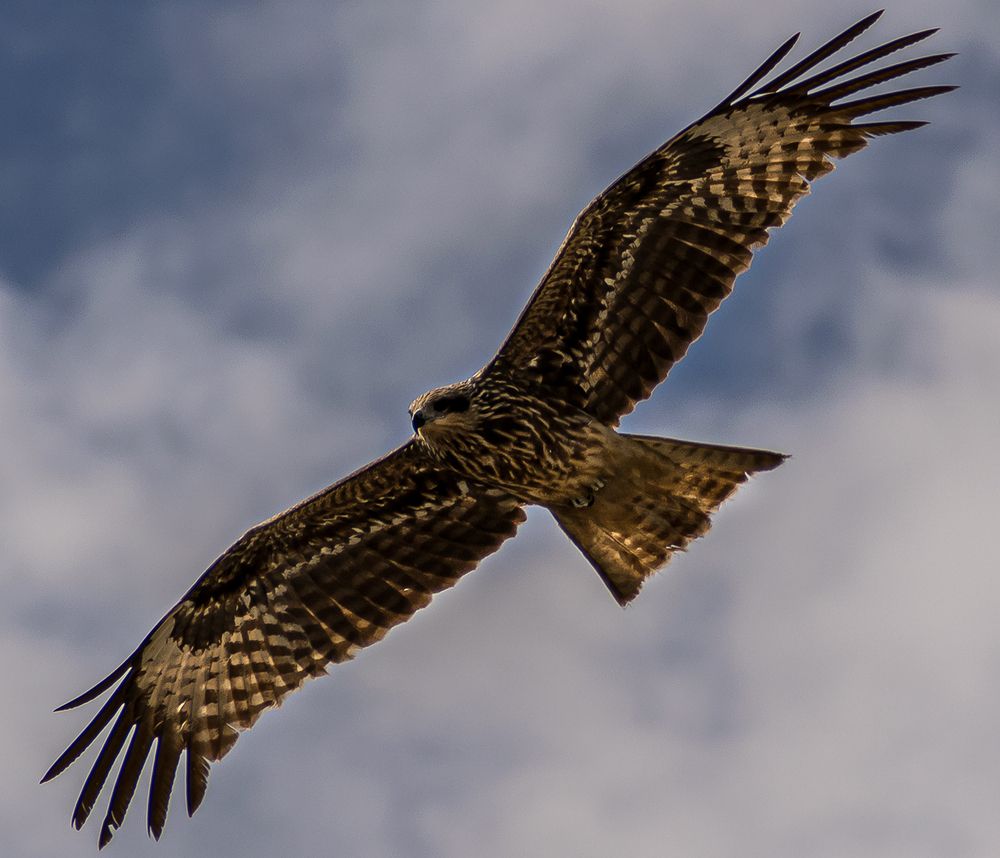 Полет коршуна