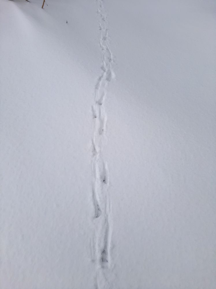 Фотография автора Светлана Дунаева