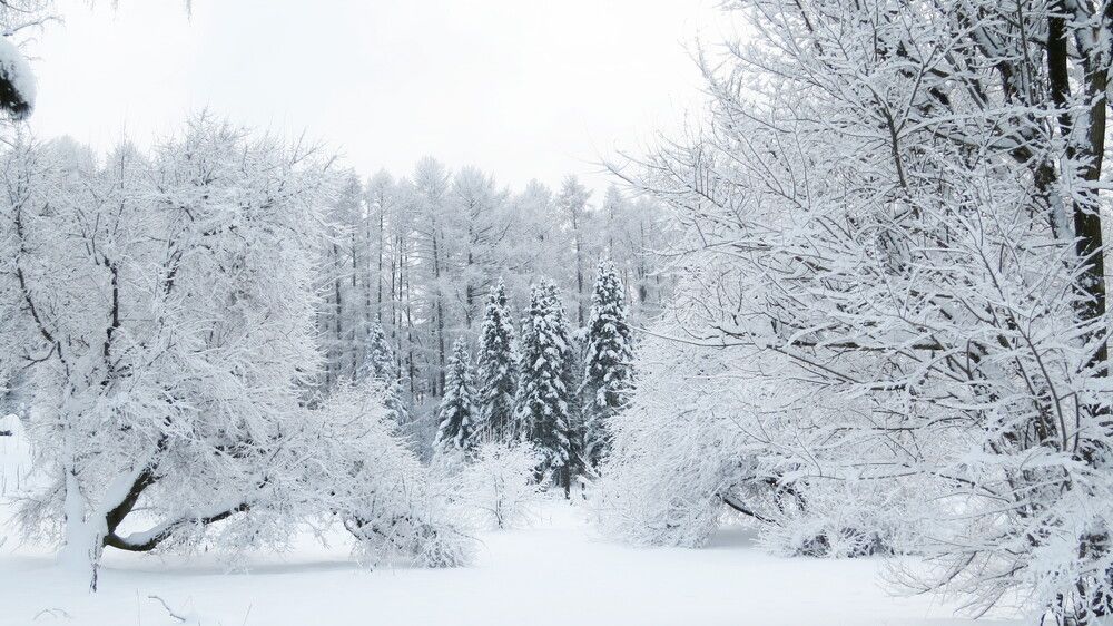 А лес стоит загадочный