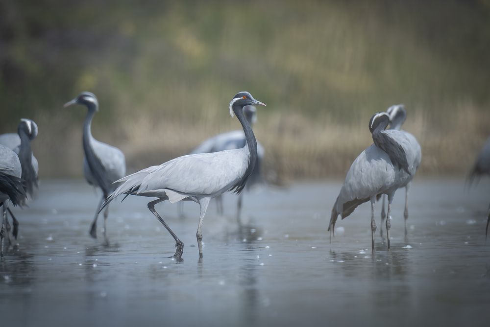 The Singular Elegance