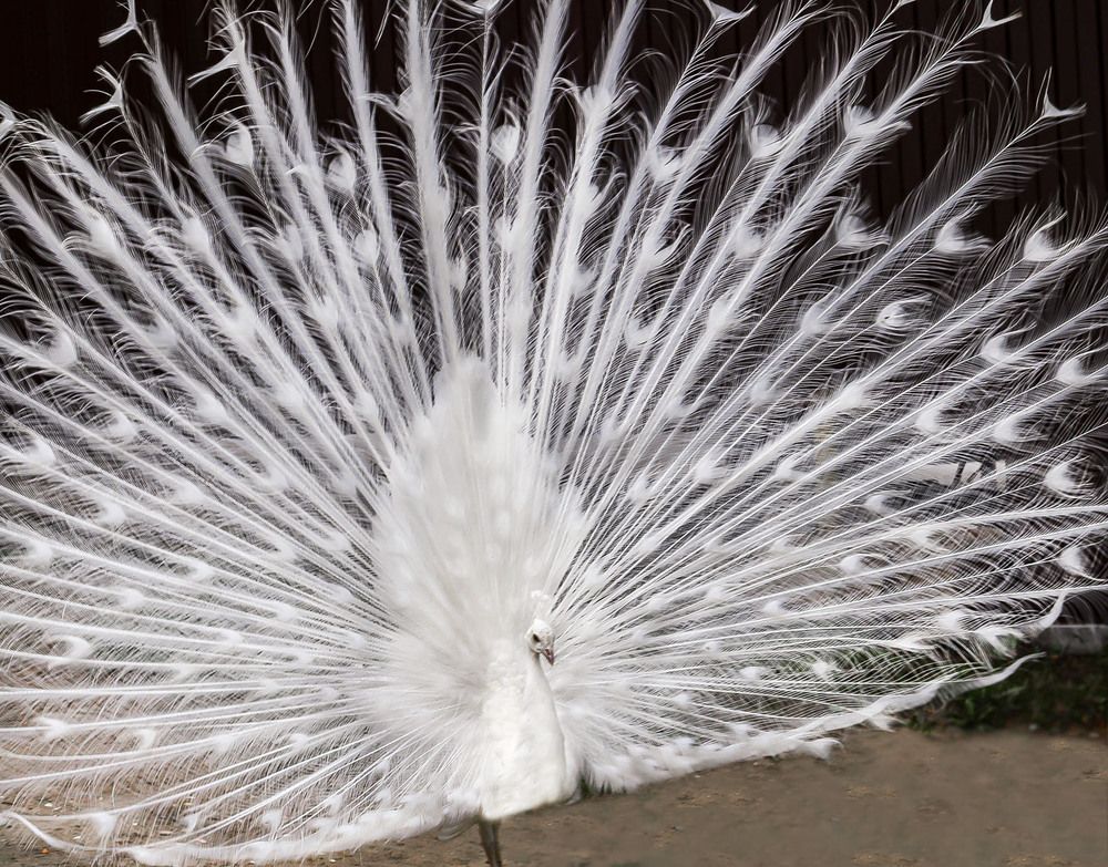 Распущенный хвост павлина