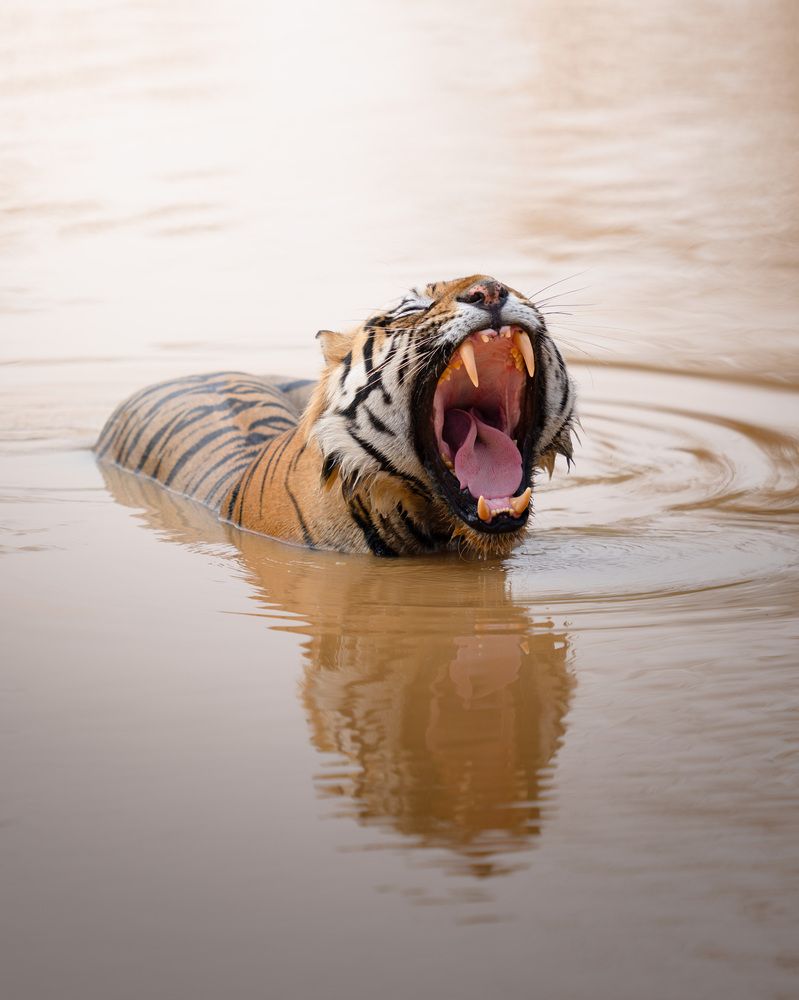 Фотография автора Karthik Subramaniam