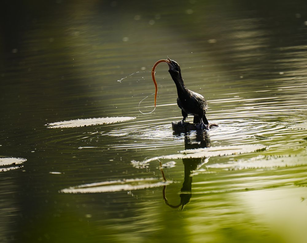 The Slippery Struggle