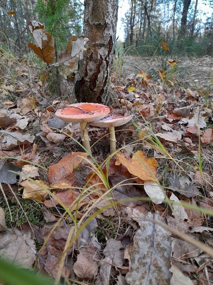 Photograph by Ирина Бельская