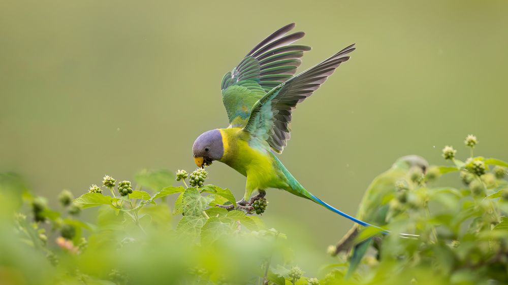 A Plum Headed Parakeet grabbing a bunch of wild berries for lunch
