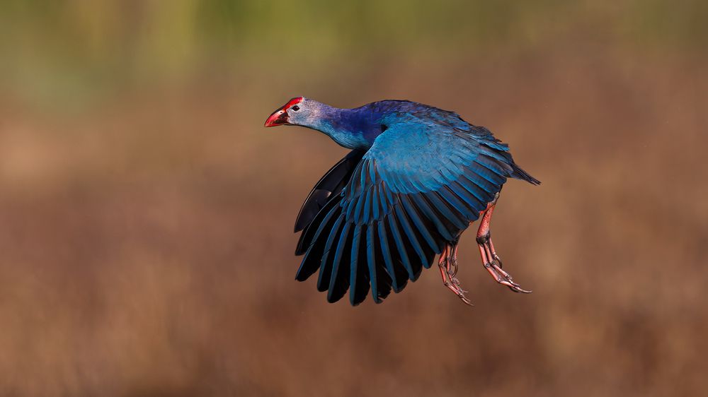 A Grey Headed Swamphen in flight to its nest!