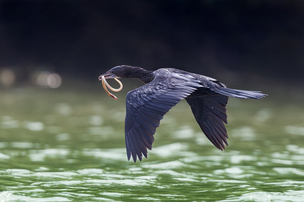 A Challenging find - An Indian Cormorant with an Eel Catch