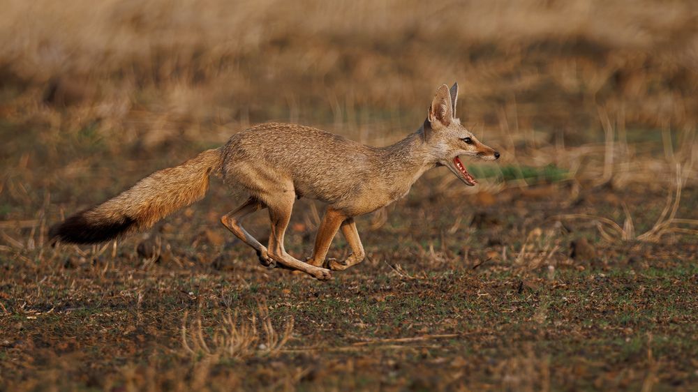 A Fox chasing a bird during a hunt!
