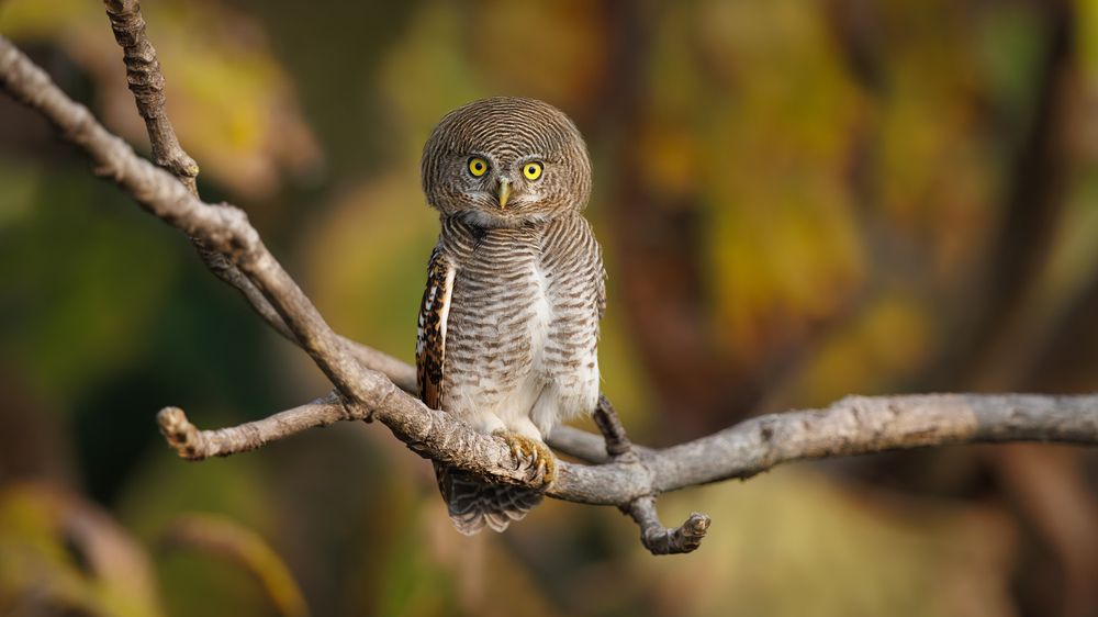A curious Jungle Owlet in the forest!