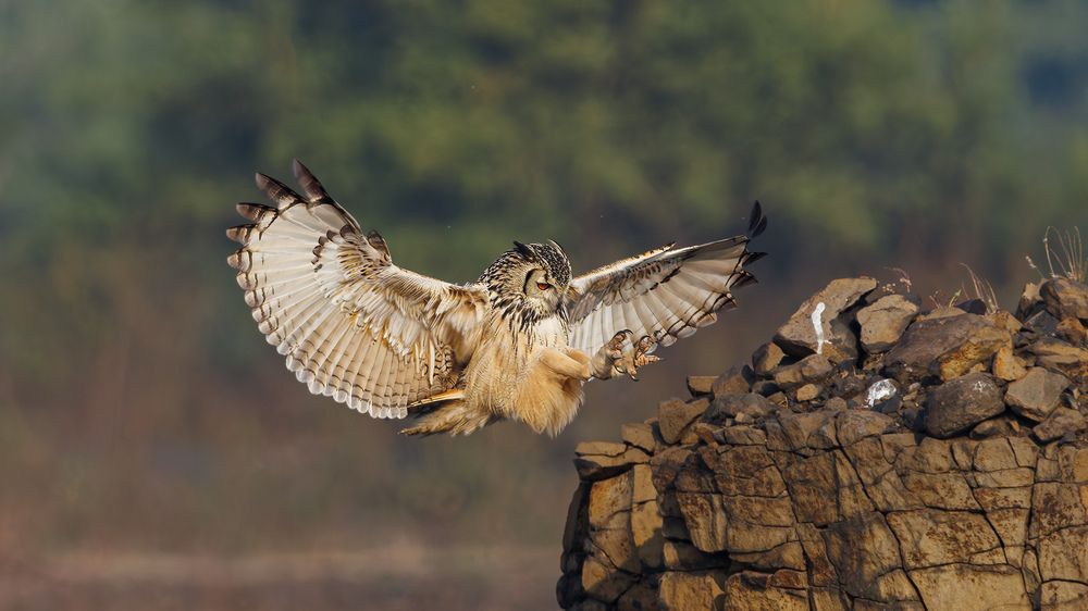 An Indian Rock Eagle Owl landing on a perch!