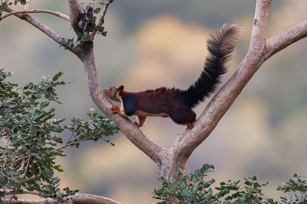An Indian Giant Squirrel foraging on the hills edge!