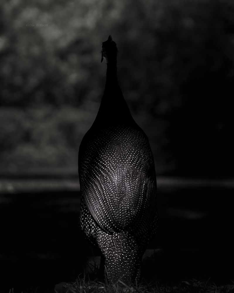 Photograph by Nic Watson