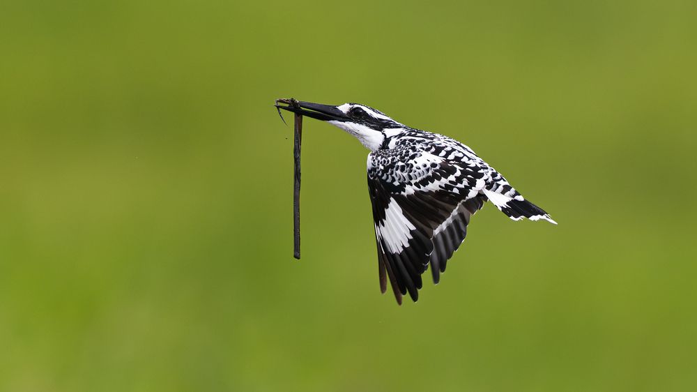 A Pied Kingfisher with a (misidentified) catch?