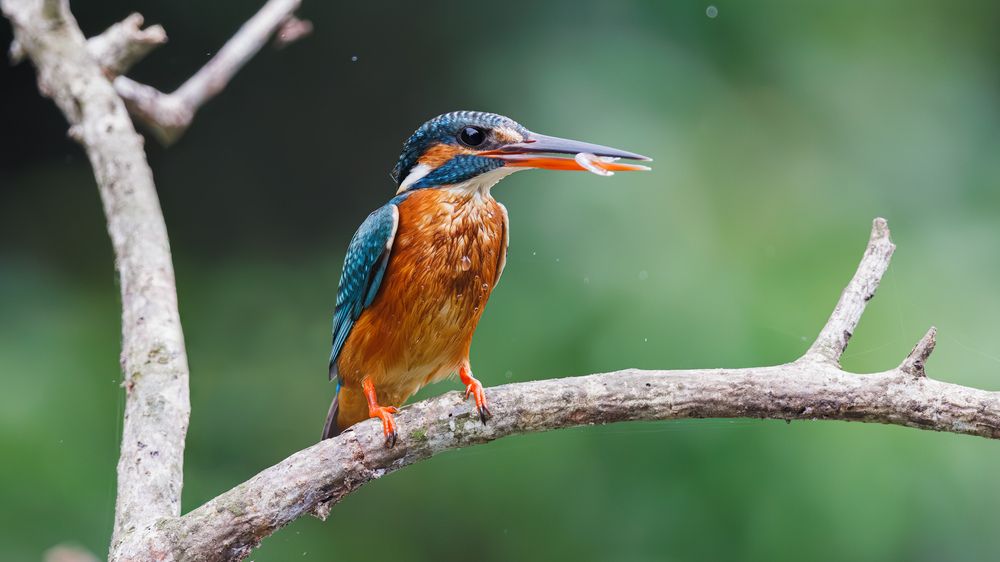 A Common Kingfisher with a catch!