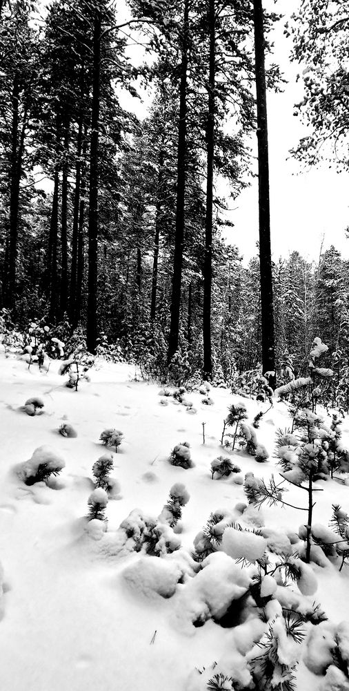 Фотография автора Виталий Шелехов