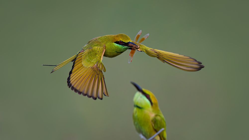 An Asian Green Bee Eater with a love offering to a potential mate!