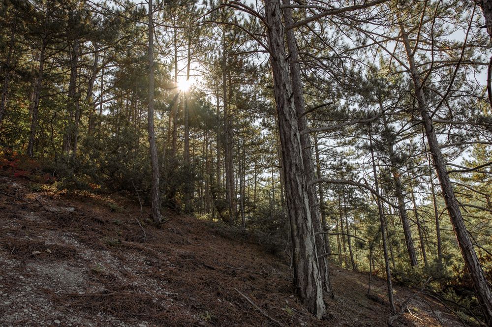 Photograph by Григорий Консевич