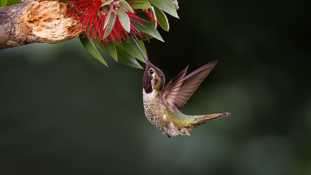 A Hummingbird in action!