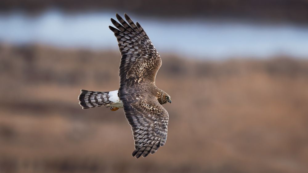 A Northern Harrier hunting in wetlands!