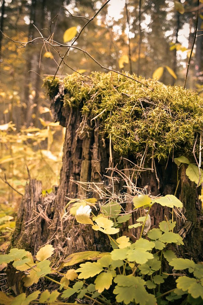 Photograph by Элеонора Безженова