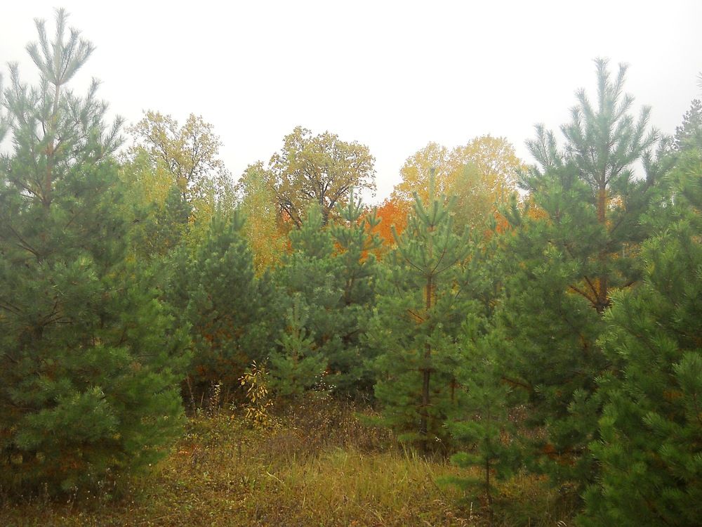 Photograph by Татьяна Иваненкова